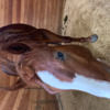 aligood2